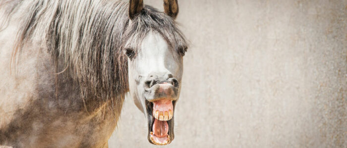 Paard op grijze achtergrond met mond open alsof het lacht met een mop
